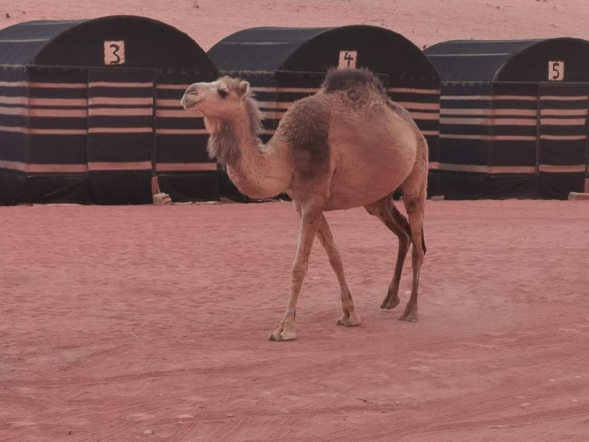 Desert Dream Camp Wadi Rum Exterior foto