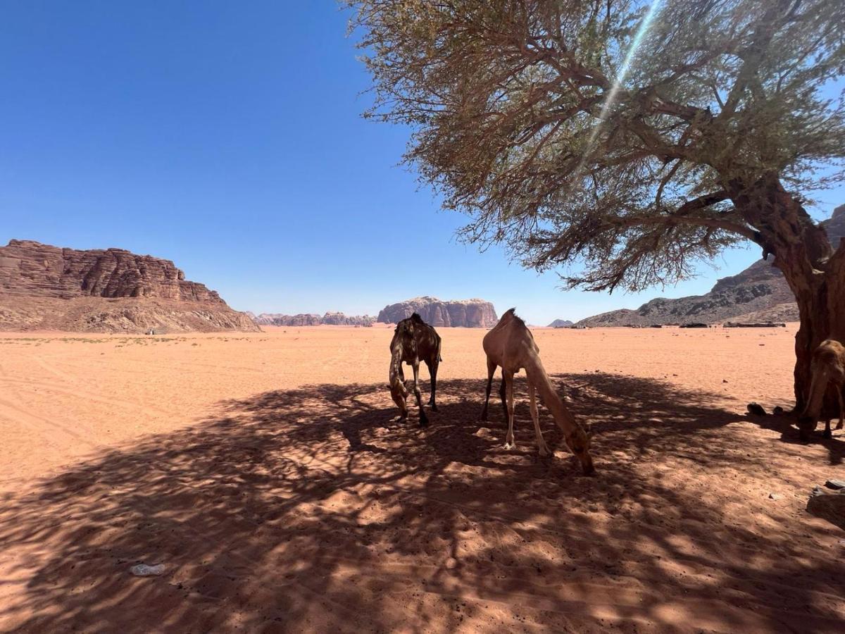 Desert Dream Camp Wadi Rum Exterior foto
