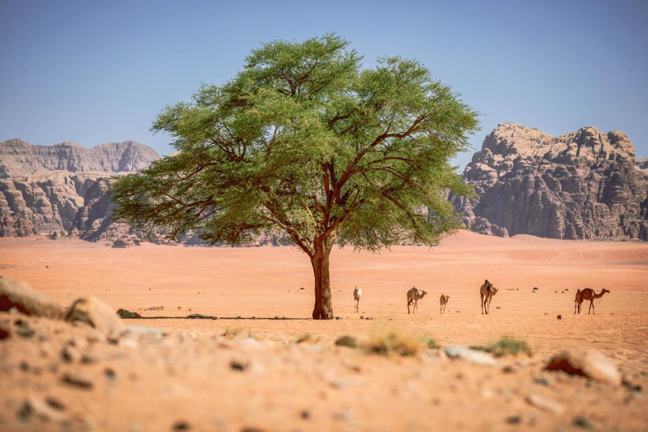 Desert Dream Camp Wadi Rum Exterior foto